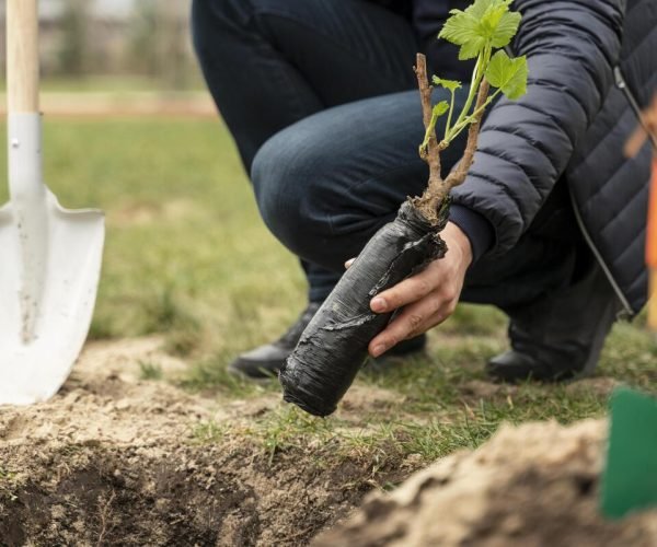 man-plating-ground-small-tree (1)